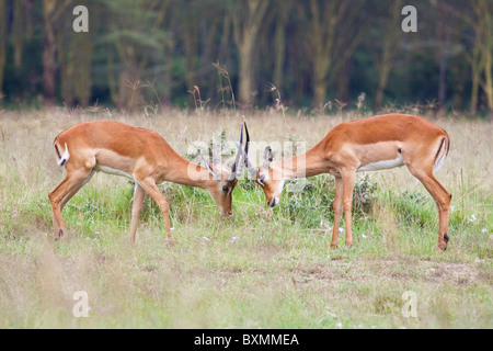 Grant's gazzelle (Nanger granti) corna di attestatura, Lake Nakuru, Kenya Foto Stock