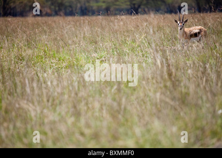Thomson gazelle (Eudorcas thomsonii) Foto Stock