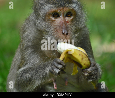 Macaco Rhesus monkey al tempio Bayon nei pressi di Angkor Wat, Cambogia Foto Stock