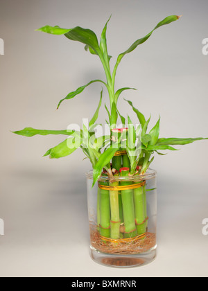 La fortuna di piante di bambù nel bicchiere di acqua Foto Stock