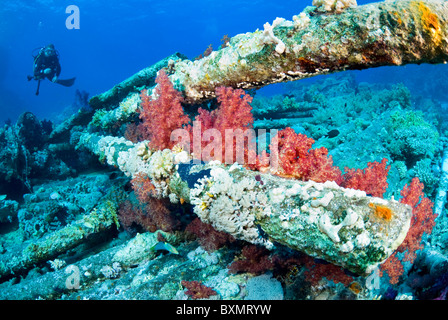 Relitto di Yolanda, Shark Yolanda Reef, il parco nazionale di Ras Mohammed, Sinai, Egitto, Mar Rosso Foto Stock