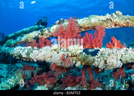 Relitto di Yolanda, Shark Yolanda Reef, il parco nazionale di Ras Mohammed, Sinai, Egitto, Mar Rosso Foto Stock