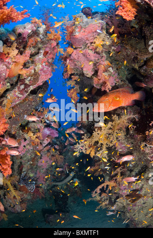 Coral reef scena, Nuweiba, Sinai, Egitto, Mar Rosso, Oceano Indiano Foto Stock