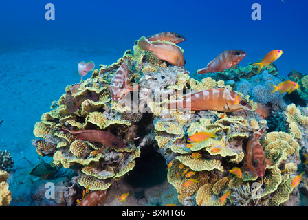 Cavolo corallo e cernie blacktip, Nuweiba, Sinai, Egitto, Mar Rosso, Oceano Indiano Foto Stock
