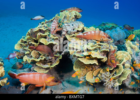 Cavolo corallo e cernie blacktip, Nuweiba, Sinai, Egitto, Mar Rosso, Oceano Indiano Foto Stock
