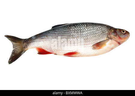 Pesce orate isolati su sfondo bianco Foto Stock