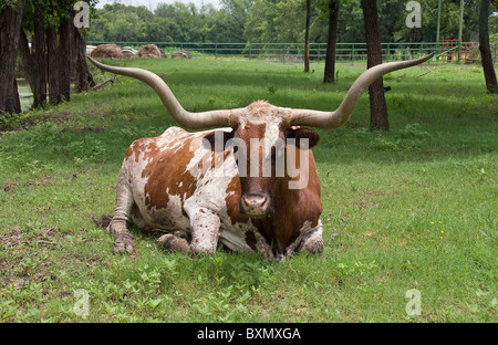 Texas Longhorn giacente su erba in un campo verde Foto Stock