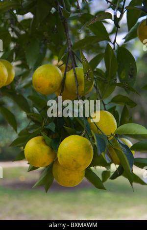 Arance che cresce su un albero in Florida Foto Stock