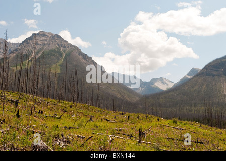 Sito di 2003 forest fire in Marble Canyon, Kootenay National Park, montagne rocciose, British Columbia, Canada Foto Stock