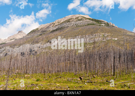 Sito di 2003 forest fire in Marble Canyon, Kootenay National Park, montagne rocciose, British Columbia, Canada Foto Stock