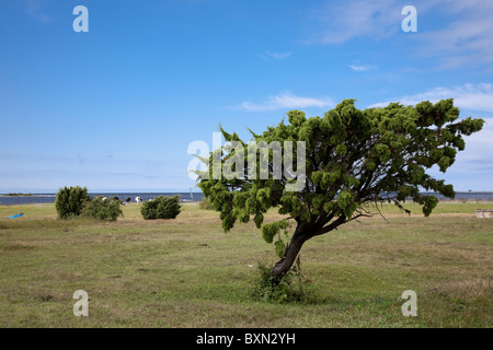 Ginepro Juniperus communis, modellati dal vento, Gotland (Svezia). Foto Stock