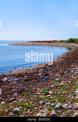 Spiaggia con alghe marine in Kovik, Gotland (Svezia). Foto Stock