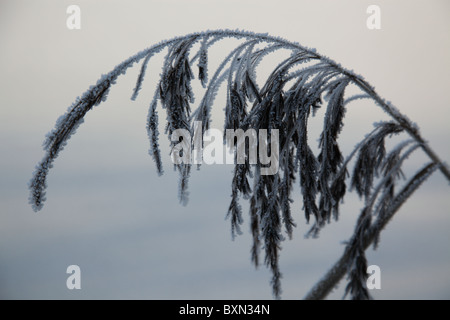 Trasformata per forte gradiente brina sulla pianta in inverno Foto Stock