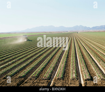 L'applicazione di prodotti chimici su 4 due fila dome di lattuga Valley, Arizona Foto Stock