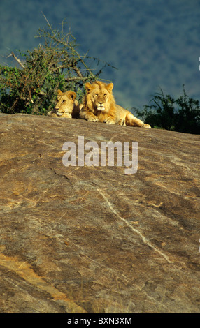 African Lion Panthera Leo maschio e femmina giacente in appoggio al sole su una marcata dolcemente grande roccia Foto Stock