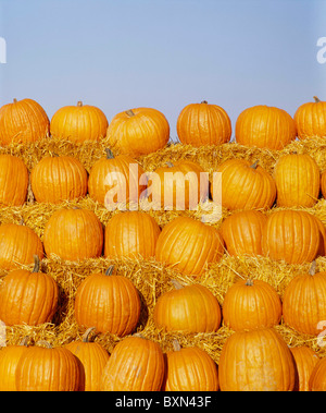 Zucche DI MERCATO AGRICOLO / PENNSYLVANIA Foto Stock