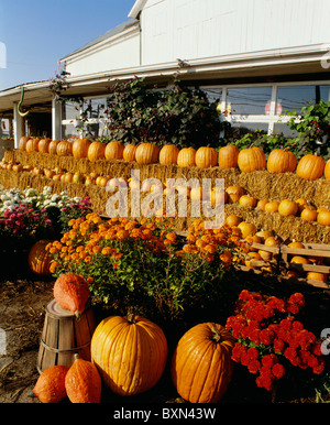 DISPLAY DI ZUCCA AL MERCATO AGRICOLO Foto Stock