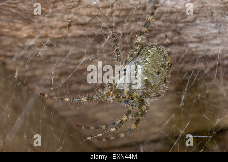 Creepy fienile spider spiderweb close up, macro Foto Stock