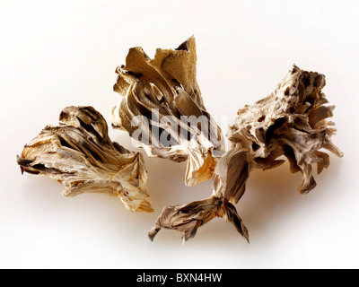 Secchi funghi Maitake Foto Stock