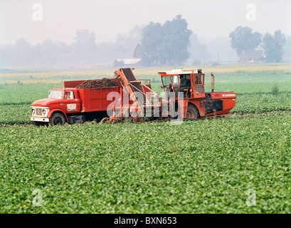 Raccolta di barbabietole da tavolo / bietole con nuova idea 708 con custom made BARBABIETOLE HARVESTER/carrello lungo il lato monte MORRIS, NEW YORK Foto Stock