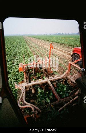 La raccolta di barbabietole (tabella bietole) Monte MORRIS, NEW YORK Foto Stock