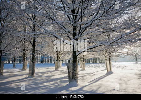 Lunghe ombre create da sole di mattina in inverno Foto Stock