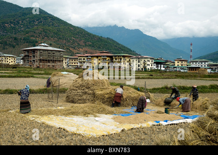 La mietitura del riso vicino a paro in Bhutan - uno dei pochi luoghi piatta in questo paese dell'Himalaya Foto Stock