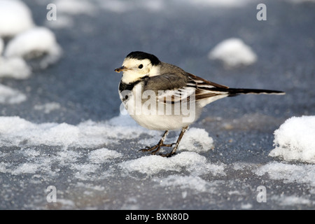 Pied wagtail, Motacilla alba yarrellii, singolo uccello sul ghiaccio, Midlands, Dicembre 2010 Foto Stock