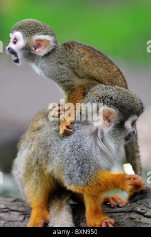 Scimmie scoiattolo la madre e il bambino a Woburn Safari Park Foto Stock