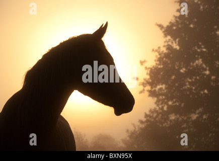 Una bella immagine di un raffinato Arabian Horse il profilo contro pesante velatura e sunrise, in ricche tonalità seppia Foto Stock