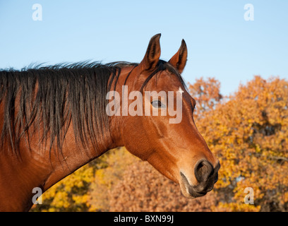 La baia rossa Arabian Horse contro gli alberi in autunno colori e cielo azzurro Foto Stock
