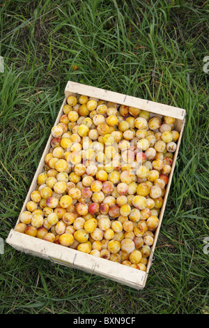 Susina di frutta di Lorena, Nancy, Francia Foto Stock