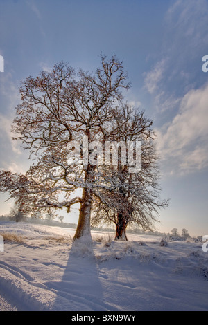 Inverno due alberi rendendo lunga ombra sulla neve Foto Stock