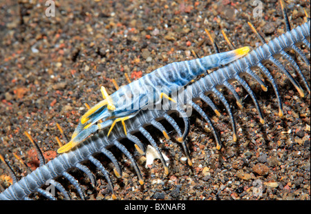 Crinoide gamberetti, Laomenes amboinensis descritto precedentemente come Periclimenes amboinensis, vivere sul braccio di una piuma star o di Crinoide. Foto Stock