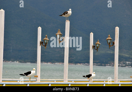 Gabbiani sul molo, Ribeirao da Ilha di Florianopolis, Santa Catarina, Brasile Foto Stock