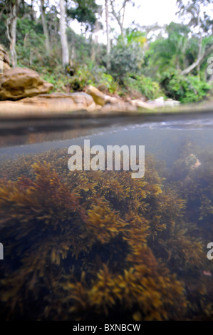 Immagine sdoppiata della vegetazione e le alghe brune vicino a riva, Bombinhas, Santa Catarina, Brasile Foto Stock