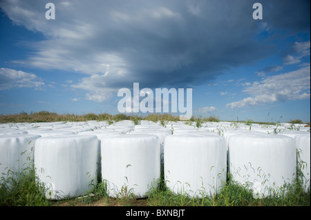 Avvolte in plastica di balle di haylage Foto Stock