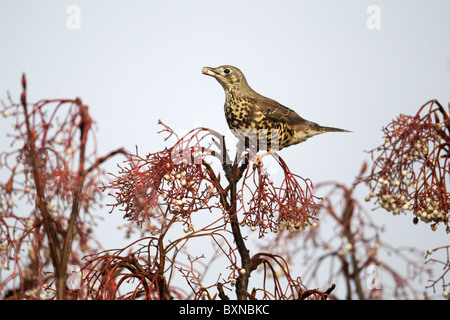 Tordo Mistle, Turdus viscivorus, singolo uccello alimentazione su rowan bacche, Midlands, Dicembre 2010 Foto Stock