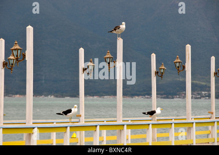 Gabbiani sul molo, Ribeirao da Ilha di Florianopolis, Santa Catarina, Brasile Foto Stock