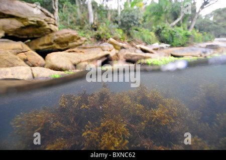 Immagine sdoppiata della vegetazione e le alghe brune vicino a riva, Bombinhas, Santa Catarina, Brasile Foto Stock