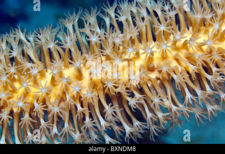 Slit-pori asta del mare di notte aperto e disteso sulla barriera corallina Foto Stock