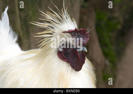 Bianco Bantam Silkie Mondo di Uccelli di Città del Capo Sud Africa captive Foto Stock