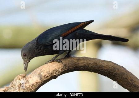 Red-Winged Starling (Onychognathus morio), il mondo degli uccelli, Cape Town, Sud Africa Foto Stock