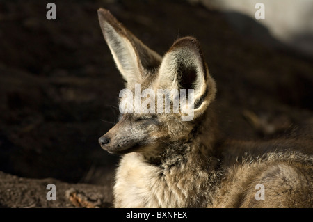 Bat-Eared Fox Otocyon megalotis Mondo di Uccelli di Città del Capo Sud Africa captive Foto Stock
