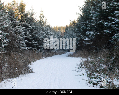 Coperta di neve percorso attraverso gli alberi, Devon, Regno Unito Foto Stock