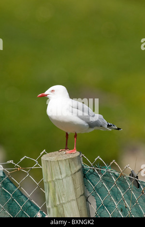 Rosso-fatturati gabbiano (Chroicocephalus scopulinus) seduti su un palo da recinzione. Taiaroa Head, Otago Nuova Zelanda Foto Stock