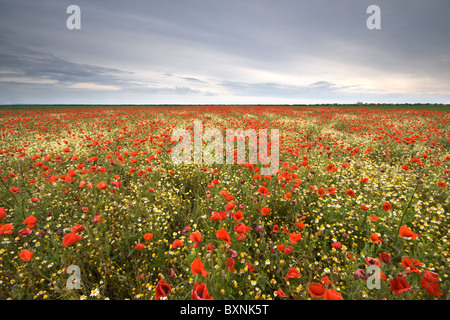A vast field of vivid red poppies and other wild plants Foto Stock
