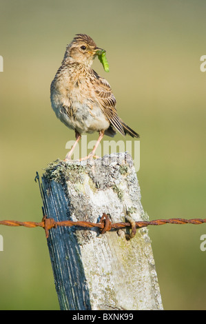 Per adulti (Allodola Alauda arvense) con i bruchi in bocca seduto su un palo da recinzione. Tiree, Scozia. Foto Stock