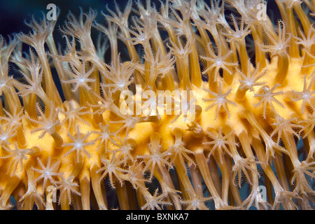 Slit-pori asta del mare di notte aperto e disteso sulla barriera corallina Foto Stock