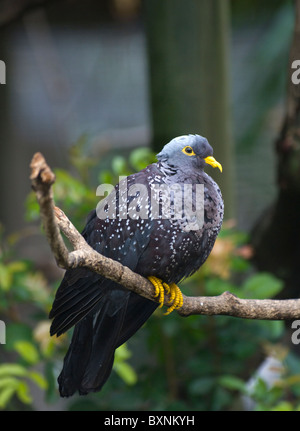 African Olive-Pigeon Rameron Pigeon Columba arquatrix Mondo di Uccelli di Città del Capo Sud Africa captive Foto Stock